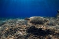 Green sea turtle swim underwater at the deep over coral reef in ocean