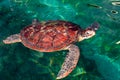 Green sea turtle swiming at the surface of the water Royalty Free Stock Photo