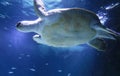 Green sea turtle swimming above a coral reef close up. Royalty Free Stock Photo