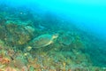 Green sea turtle swimming above coral reef to blue sea Royalty Free Stock Photo