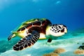 Green sea turtle swimming in the blue sea. Tropical underwater scene. Generative AI Royalty Free Stock Photo