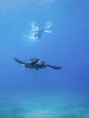 Green sea turtle swimming in clear ocean with snorkeler in distance Royalty Free Stock Photo
