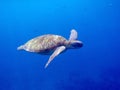 Green sea turtle