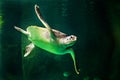 Green sea turtle swimming in a museum aquarium.