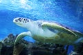 Green Sea Turtle swimming in ocean Royalty Free Stock Photo