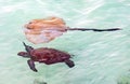 Turtle and a Stingray swimming