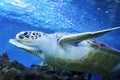 Green Sea Turtle swimming Royalty Free Stock Photo