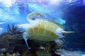 Green Sea Turtle swimming Royalty Free Stock Photo