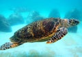 Green Sea Turtle Royalty Free Stock Photo