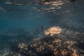 Green Sea Turtle Swimming Underwater in a Blue Ocean.Wildlife Concept.Copy Space Royalty Free Stock Photo