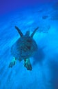 Green Sea Turtle Swims Away