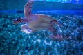 Green sea turtle swims in aquarium Royalty Free Stock Photo