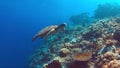 Green Sea turtle swims on a Coral reef Royalty Free Stock Photo