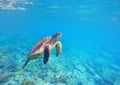 Green sea turtle swims in lagoon Royalty Free Stock Photo