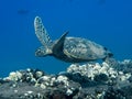Green Sea Turtle Swims Over Coral Reef Underwater Royalty Free Stock Photo