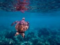 Green Sea Turtle Swims Towards Surface in Underwater Tropical Image Royalty Free Stock Photo