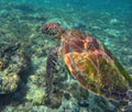 Green sea turtle or tortoise diving in coral reef Royalty Free Stock Photo