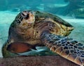 Green sea turtle-Tortue verte @ Noumea Aquarium, New Caledonia