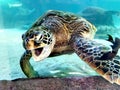 Green sea turtle-Tortue verte @ Noumea Aquarium, New Caledonia