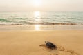 Green Sea Turtle on the tropical beach at sunset, heading for the ocean for the first time. Khao Lampi-Hat Thai Mueang National Royalty Free Stock Photo