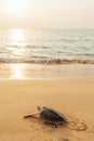 Green Sea Turtle on the tropical beach at sunset, heading for the ocean for the first time. Khao Lampi-Hat Thai Mueang National Royalty Free Stock Photo