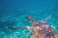 Green sea turtle in tropical seashore underwater. Tropical nature of exotic island. Royalty Free Stock Photo