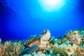 Green Sea Turtle in tropical waters