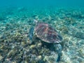 Green sea turtle in turquoise lagoon. Green turtle in sea water.