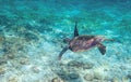 Green sea turtle in turquoise sea water. Tropical nature of exotic island.