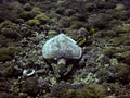 Green sea turtle underwater Royalty Free Stock Photo