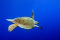 Green Sea Turtle underwater with blue background Royalty Free Stock Photo