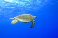 Green Sea Turtle underwater with blue background Royalty Free Stock Photo