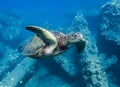 Green Sea Turtle Underwater Close Up Over Reef Royalty Free Stock Photo