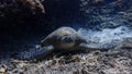 Green sea turtle underwater on a Coral reef of indonesia north of gili trawangan and gili air lombok bali