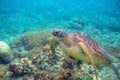 Green sea turtle underwater photo. Sea turtle closeup. Oceanic animal in wild nature. Summer vacation activity Royalty Free Stock Photo