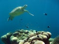 Green sea turtle underwater sipadan borneo Royalty Free Stock Photo