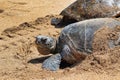 Green sea turtle staying cool on the beach on Maui. Royalty Free Stock Photo