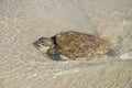 Green sea turtle, Chelonia mydas, an endangered species