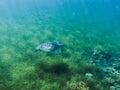 Green sea turtle in sea water. Tropical lagoon inhabitant. Marine species in wild nature. Royalty Free Stock Photo