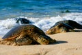 Green Sea Turtles Royalty Free Stock Photo