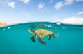 Green Sea Turtles on South Maui, Hawaii Royalty Free Stock Photo