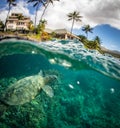 Green Sea Turtles on South Maui, Hawaii Royalty Free Stock Photo