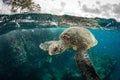 Green Sea Turtles on South Maui, Hawaii Royalty Free Stock Photo