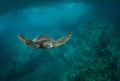 Green Sea Turtles on South Maui, Hawaii Royalty Free Stock Photo