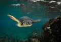 Green Sea Turtles on South Maui, Hawaii Royalty Free Stock Photo