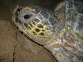 Green sea turtles on the beach female laying the egg, face of the turtle Royalty Free Stock Photo