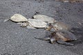 Green Sea Turtles on Black Sand Beach Royalty Free Stock Photo