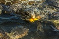 Green sea turtles Chelonia mydas fight over a piece of papaya. Its also known as the green, black sea or Pacific green turtle Royalty Free Stock Photo