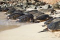 Green Sea Turtles on a Maui Beach Royalty Free Stock Photo