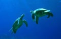 Green Sea Turtles Playing Royalty Free Stock Photo